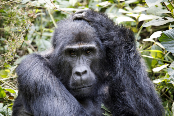 Bwindi-Nationalpark: Schutz der Berggorillas