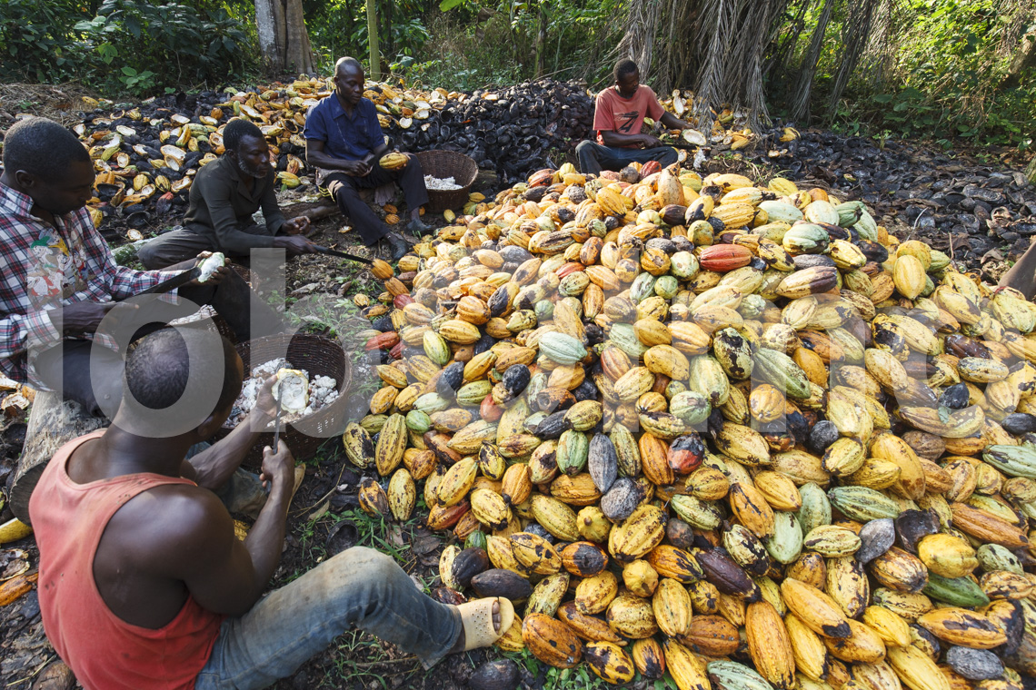 Öffnen von Kakaofrüchten