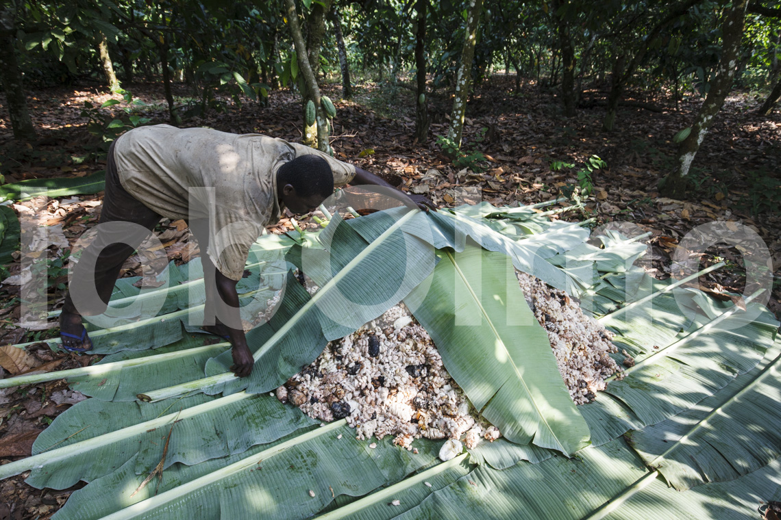 Kakaobauern bei Kuapa Kokoo