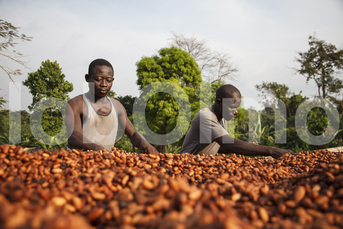 Kakaobauern bei Kuapa Kokoo