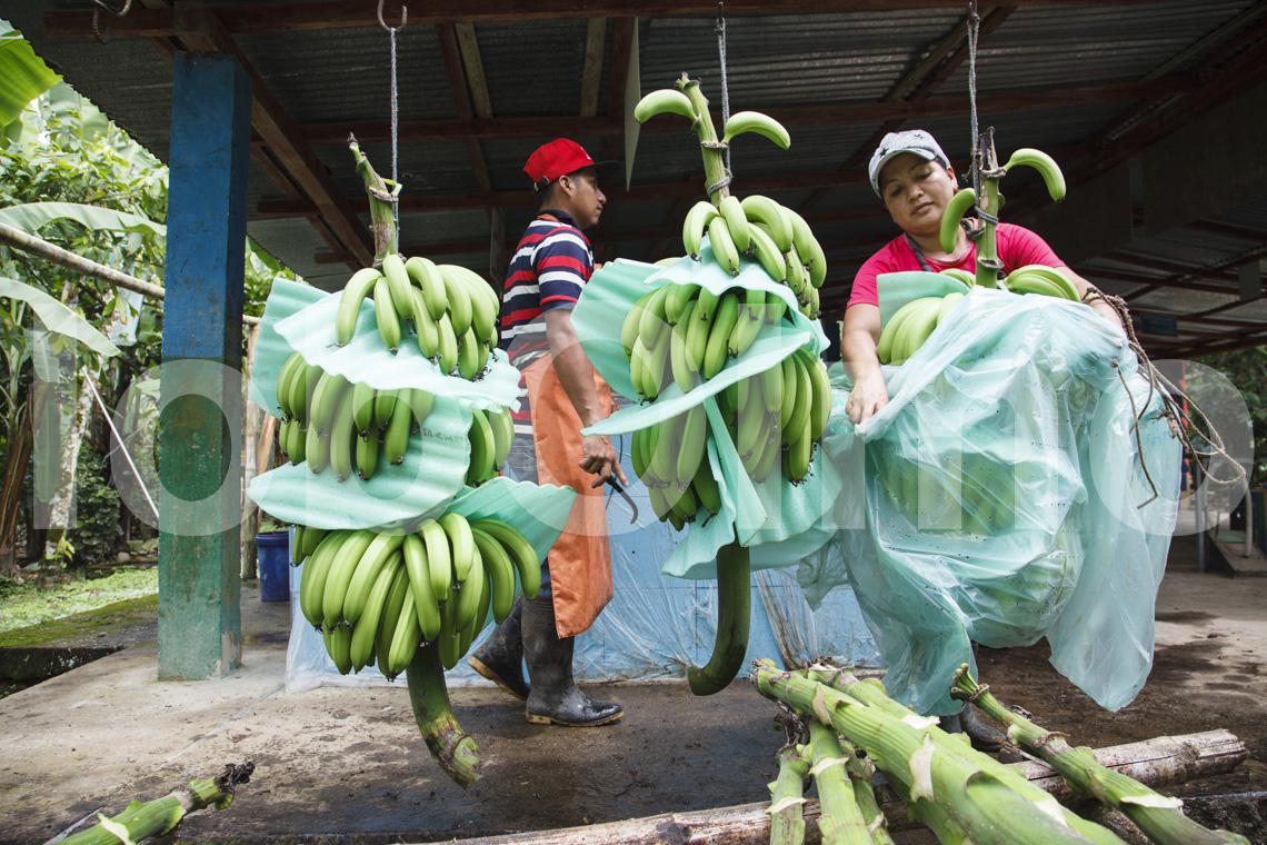Bananenverarbeitung bei UROCAL inb Ecuador