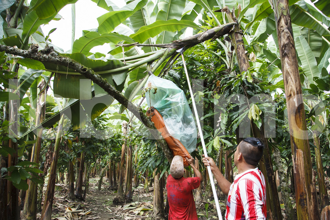 Bananenbauern beim Ernten, UROCAL